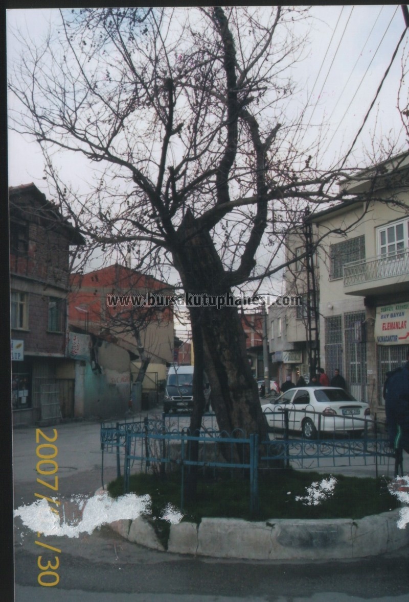 Küçükbalıklı Mah. Tarihi Çınar.