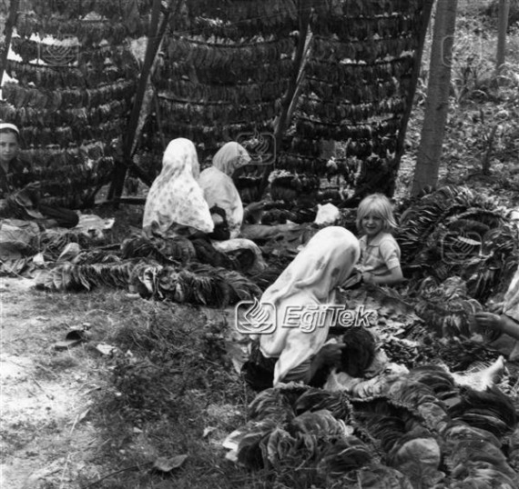 İnegöl, Tütün Dizenler 1983