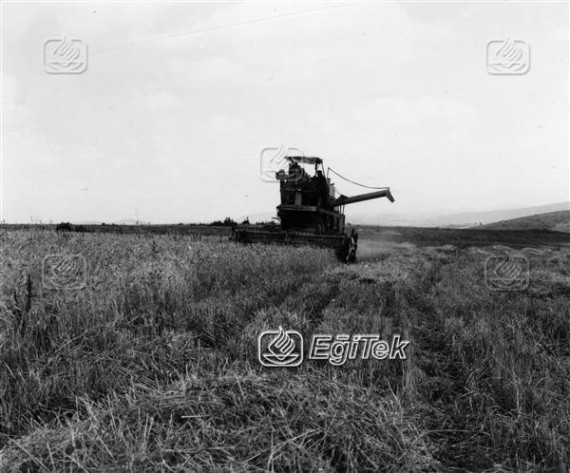 Buğdayın Biçer Döverle Toplanması 1983