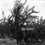 Birton Eriği, 1983