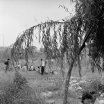 Bulgaristan 1989 göçü