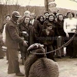 Uludağ yolu'nda dost ayı Yumak 
