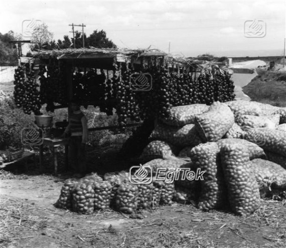 Uluabat, Soğan Tarlası soğanlar 1983