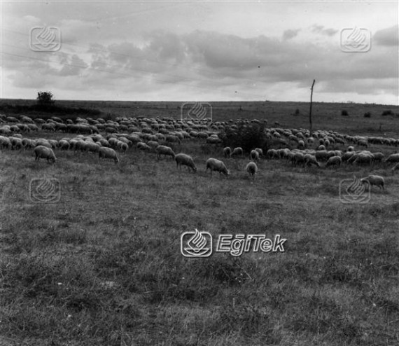 Karacabey Harasında Koyunlar 1983