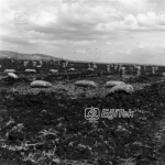 Uluabat, Soğan Tarlası 1983