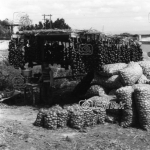 Uluabat, Soğan Tarlası soğanlar 1983