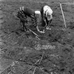 Patates Tarlaları patates toplayan kadınlar, 1983